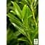 LMTD Лавровишня Agro-Market 6-летняя Caucasica 100-120м (188353) 1 саженец в упаковке (комнатный) Нидерланды - миниатюра 1