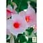 Саджанець Agro-Market Дипладенія (Mandevilla) Classic Cream Pink (квітуча ліана) (178528) 1 шт. - мініатюра 3