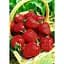 Саджанець Agro-Market Полуниця Монтерей (Monterey) 5шт (ремонтантний високоврожайний сорт) (37283) - мініатюра 1