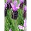 Саджанець Agro-Market Лаванда французька широколиста Dark Royalty (52440) 1 шт. в упаковці - мініатюра 3