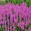 Саженец Agro-Market Дербенник Pink Blush (яркий цветущий многолетник) (155570) - миниатюра 1