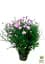 Саженец Agro-Market Астра ново-бельгийская Fun Pink Dark (С1,5 высота 20-30см) (105530) - миниатюра 2
