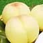 Саджанець Agro-Market Персик Білий Лебідь (літній сорт, середньопізній термін дозрівання) (21369) 1 шт. в упаковці - мініатюра 1