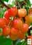 Саженец Agro-Market Черешня розовая Легенда Млиева (крупноплодный сорт, поздний срок созревания) 1 шт. в упаковке (177325) - миниатюра 2