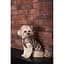 Жилет Pet Fashion Hardy для собак розмір L - мініатюра 8
