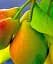 Саженец Agro-Market Груша Виктория (летний сорт, ранний срок созревания) 1 шт. в упаковке (35447) - миниатюра 1