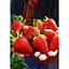 Саджанець Agro-Market Полуниця Альба (Alba) 5шт (ранній термін дозрівання, високопродуктивний сорт) (25717) - мініатюра 4