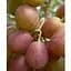 Саженец Agro-Market Виноград Краснощекий (большая, сочная, сладкая, хрустящая ягода) (175882) 1 шт. - миниатюра 1