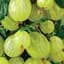 Саженец Agro-Market Крыжовник Инвикту 2-летний укорененный в контейнере 1 саженец (180977) - миниатюра 1