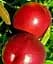 Саженец Agro-Market Нектарин Нектаред (лысый персик, средний срок созревания) 1 шт. в упаковке (63997) - миниатюра 1
