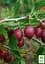 Агрус Agro-Market "Фініковий" (пізній термін дозрівання, сорт високозимостійкий) (187565) 1 саджанець в упаковці - мініатюра 2