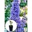 Саджанець Agro-Market Буддлея Давида Adonis Blue С3 висота 20-40 см (153831) 1 шт. в упаковці - мініатюра 3