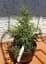 Саджанець Agro-Market Ялівець звичайний Gold Cone контейнер P9, 1 шт. в упаковці (50881) - мініатюра 4