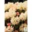 Саженец Agro-Market Рододендрон Golden Torch (49189) 1 шт. в упаковке - миниатюра 2