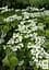 Калина складчатая "Мариези" (Viburnum plicatum "Mariesii") (115244) 1 саженец - миниатюра 3