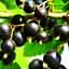 Саджанець Agro-Market Смородина чорна Чернеча (середній термін дозрівання) 1 шт. в пакуванні (20744) - мініатюра 1