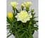 Саджанець Agro-Market Гвоздика Махрова Super Trouper Limone (контейнер № 10 висота 10 см) (112678) 1 шт. в упаковці - мініатюра 1