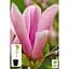 Саженец Agro-Market Магнолия 3-х летняя гибридная Susan (высота 40-50 см) (60481) 1 шт. в упаковке - миниатюра 4