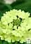 Вербена ампельна "Vanessa Compact Lime" (185523) 1 саженец - мініатюра 2