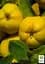 Саджанець Agro-Market Айва ніжно-жовта Мудра (Wise) (преміальний, морозостійкий сорт) 1 шт. в упаковці (47384) - мініатюра 2