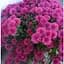 Саженец Agro-Market Хризантема Lobell Purple (мультифлора ранняя) (48766) 1 шт. в упаковке - миниатюра 4