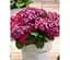 Саженец Agro-Market Гортензия крупнолистовая 2-х летняя Speedy Red Purple высота саженца 25-45 см (183491) 1 шт. - миниатюра 1