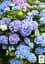 Саджанець Agro-Market Гортензія крупнолиста Forever and ever Blue (64428) - мініатюра 3