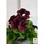 Саженец Agro-Market Пеларгония Королевская Novita Classic Blacky (176669) 1 шт. в упаковке - миниатюра 2