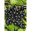 Саженец Agro-Market LMTD Смородина Ben Nevis (сортовая, укорененная) высота 50-70см из Нидерландов 1 шт. в упаковке (93473) - миниатюра 1