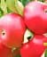 Саджанець Agro-Market Яблуня Рубінола (зимовий сорт, пізній термін дозрівання) 1 шт. в упаковці (46215) - мініатюра 1