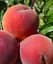 Саджанець Agro-Market Персик Симфонія (літній сорт, середньопізній термін дозрівання) 1 шт. в упаковці (101889) - мініатюра 1