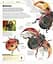 Knowledge Encyclopedia Animal! - мініатюра 4