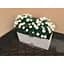 Саженец Agro-Market Аргирантемум Glory Double White (контейнер №10 высота 15 см) (47994) 1 шт. в упаковке - миниатюра 3