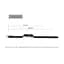 Шкіряний ремінець MiJobs для фітнес-браслета Xiaomi Mi Band 7 Type C коричневий, тримач - сріблястий - мініатюра 5