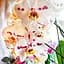 Саджанець Agro-Market Орхідея Міні (Phalaenopsis) Leo (51453) 1 шт. в упаковці (кімнатний) - мініатюра 1