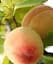 Саджанець Agro-Market Персик Велінг (літній сорт, середній термін дозрівання) 1 шт. в упаковці (101890) - мініатюра 1