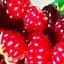 Саджанець Agro-Market Княженіка садова Софія (морозостійкий крупноплідний сорт) 1 шт. в пакуванні (116348) - мініатюра 1