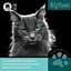 Fun Cat Big Paws наполнитель для кошачьих туалетов для больших кошек 5 л - миниатюра 2