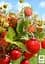 Саджанець Agro-Market Суницеполуниця Пенелопа (середньо-ранній термін дозрівання) 5 шт. в пакуванні (44692) - мініатюра 3