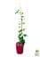 Саженец Agro-Market Клематис 3-х летний My Beauty С2 (61677) - миниатюра 2