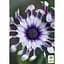Саженец Agro-Market Остеоспермум White Whirls (контейнер №10 высота 10-20 см) (47978) 1 шт. в упаковке - миниатюра 2