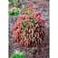 Саженец Agro-Market Ель 3-х летняя карликовая Rydal высота 15-20 см 1 шт. в упаковке (175125) - миниатюра 1
