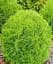 Саджанець Agro-Market Туя західна Danica (Thuja occidentalis) С2 висота 15-20 см 1 шт. в упаковці (71808) - мініатюра 1