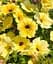 Петуния Agro-Market Alpetunia Yellow Dark Center 1 саженец в упаковке - миниатюра 1