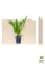 Саженец Agro-Market Можжевельник казацкий Rockery Gem контейнер Р9, высота 10-20 см 1 шт. в упаковке (24960) - миниатюра 2