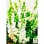 Саджанець Agro-Market Верес вічнозелений Long White (52643) 1 шт. в упаковці - мініатюра 4