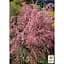 Саджанець Agro-Market Тамарикс гіллястий 2-х річний Pink Cascade С2 (182522) 1 шт. в упаковці - мініатюра 2