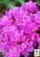 Саджанець Agro-Market Азалія 2-х річна японська Geisha Purple вазон С2, висота 15-30см (181330) - мініатюра 3