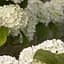 Саженец Agro-Market Калина складчатая Junny (Viburnum plicatum Janny) (61540) - миниатюра 1