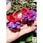 Саженец Agro-Market Фуксия кустовая Gillian (контейнер №10 высота 5-10 см) (49262) 1 шт. в упаковке - миниатюра 2